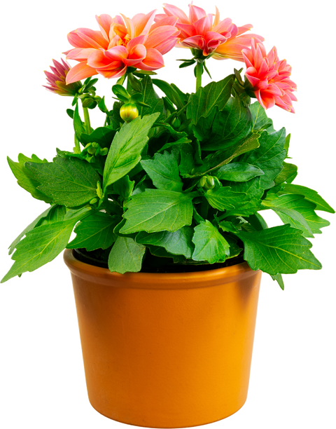 Potted Dahlia Plant with Flowers